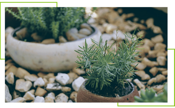 Xeriscaping - Image 4.png