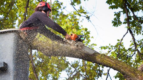 a worker cutting a branch off a tree