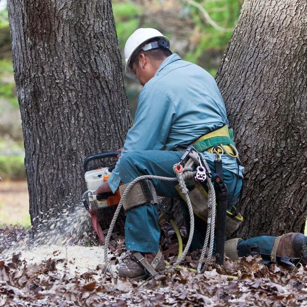 A worker is kneeling at the base of a tree cutting through the trunk. His tools and ropes are prominently hanging from his harness