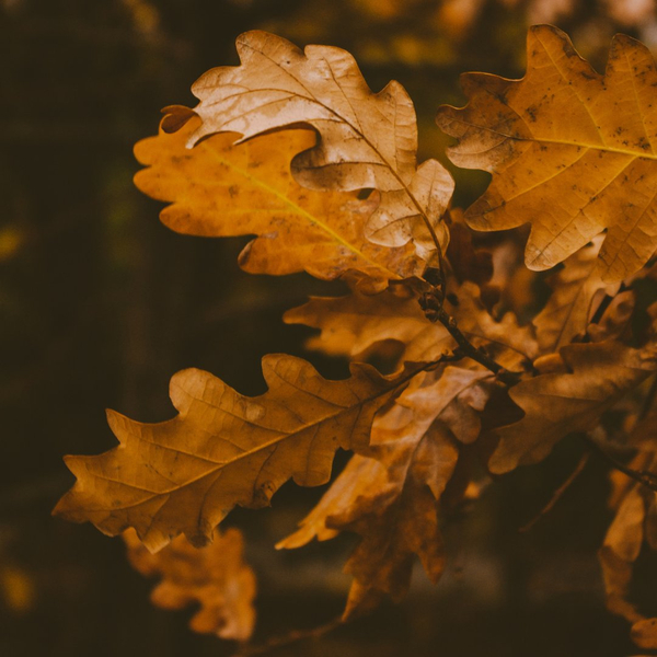 New Image - Yard - Fall Leaf.jpg