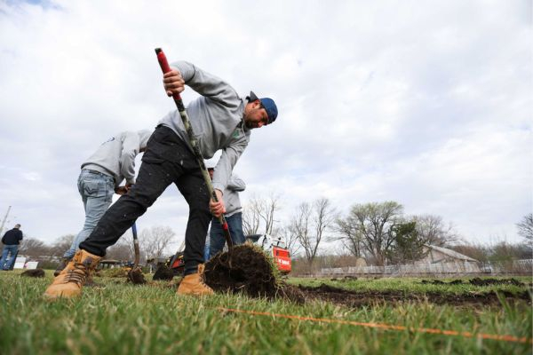 Laying sod on yard