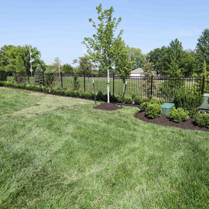 New Image - Yard - Sod.jpg