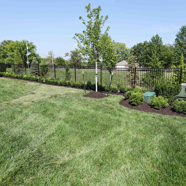 New Image - Yard - Sod.jpg