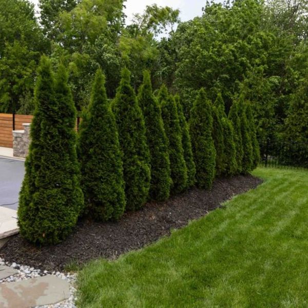 New Image - Landscaping - Trees.jpg