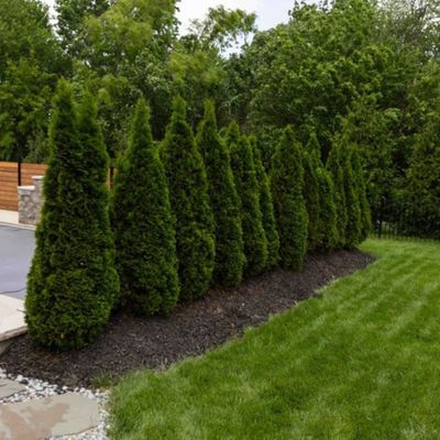 New Image - Landscaping - Trees.jpg