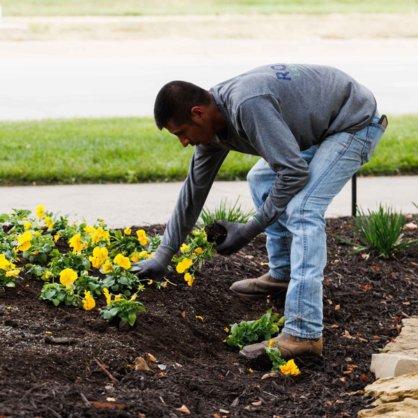 New Image - Yard - Fungus.jpg