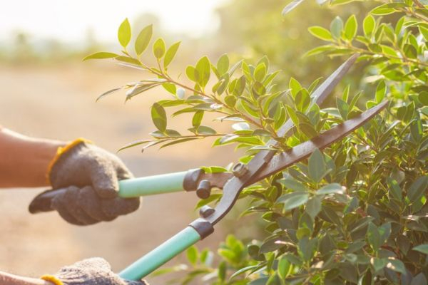 Prunning bush Pruning bush