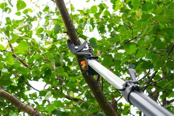 Trimming tree branches