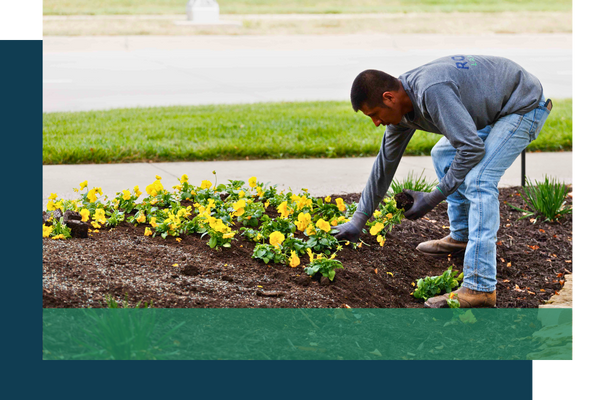 Rooted landscaper working with a flower bed