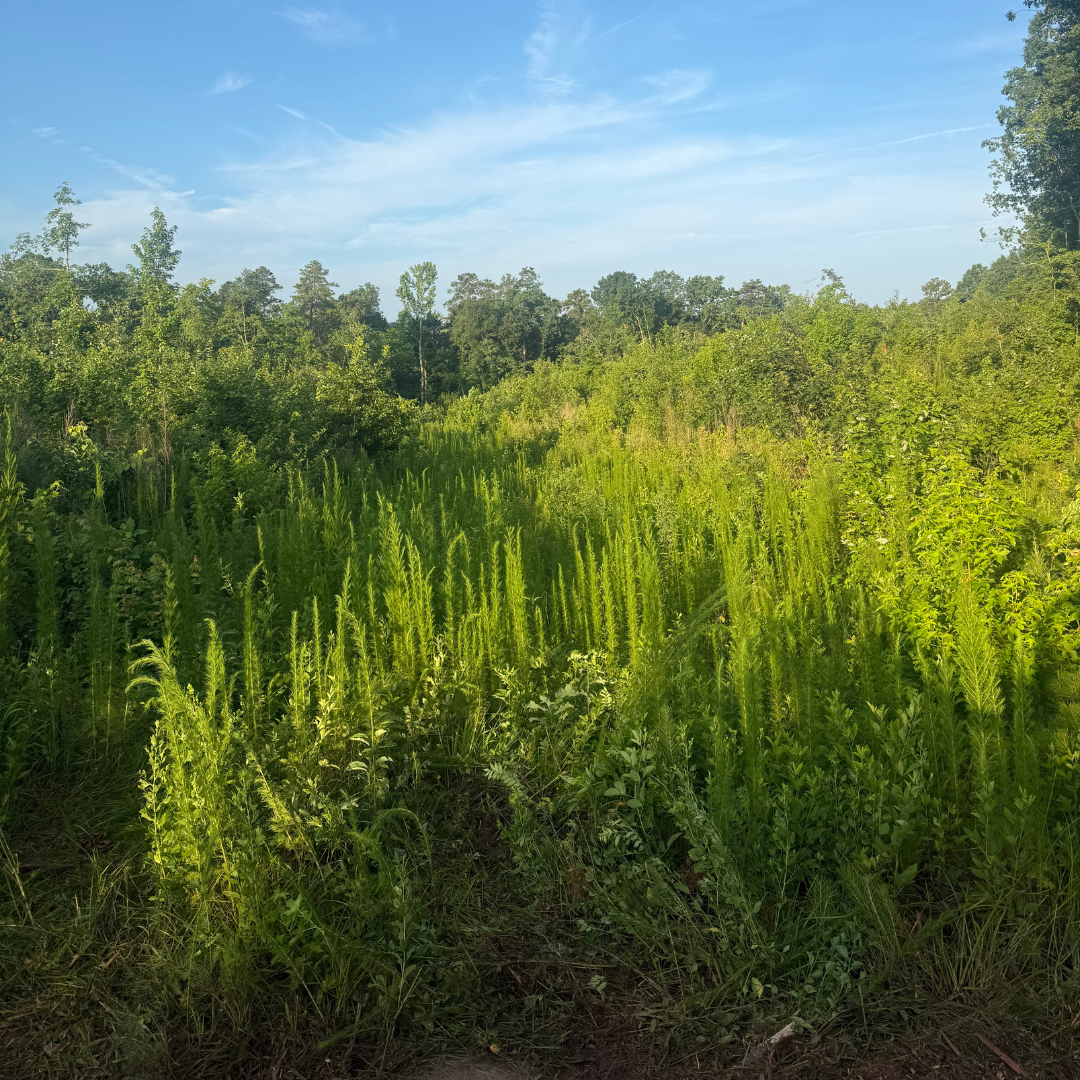 Habitat Solutions - Overgrown Land Before