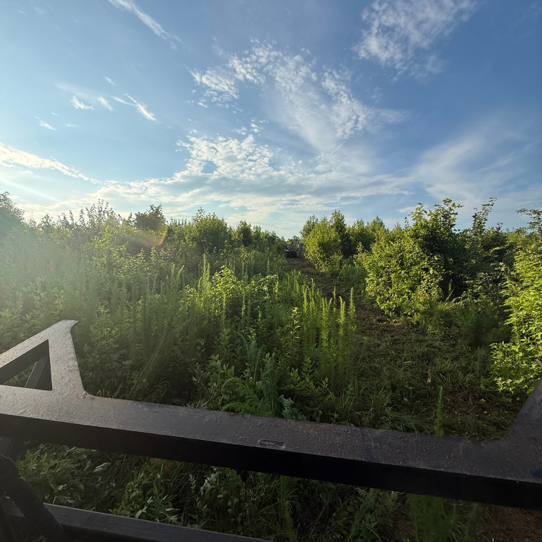 Habitat Solutions - Overgrown Land Before