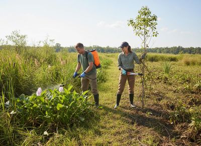 A man sprays purple aquatic plants with a backpack sprayer while a woman prunes a young tree in a sunny, grassy wetland. Man Spraying Invasive Plants While Woman Prunes Tree in Wetland