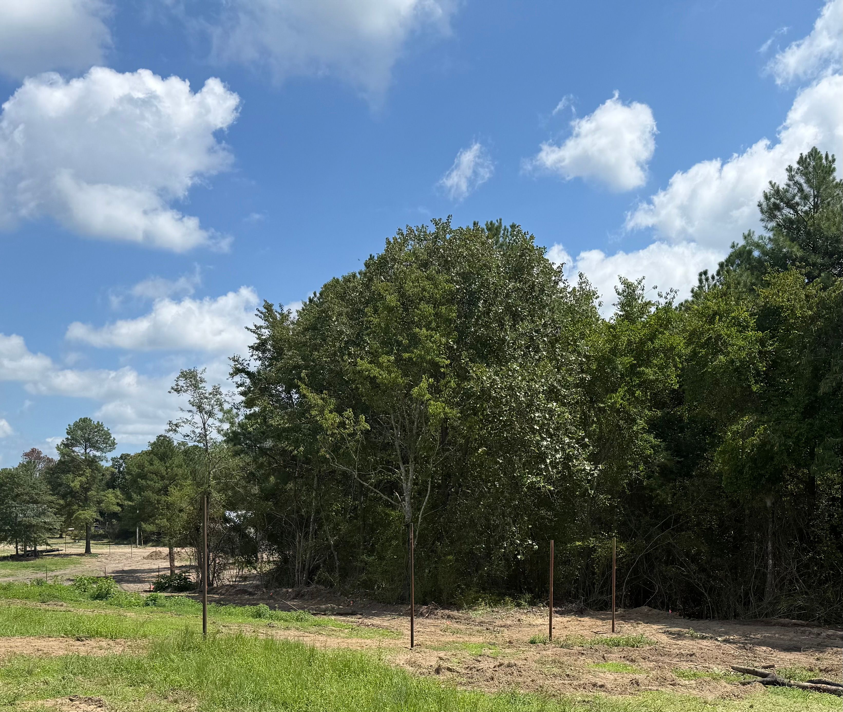Habitat Solutions - Overgrown Treeline Underbrush Before