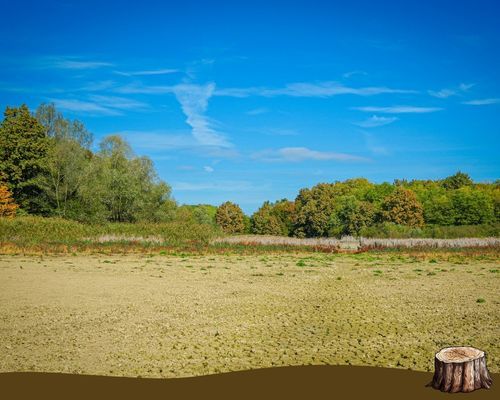 LandClearing-2.jpg