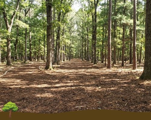 Cleared forest floor covered in fresh mulch between pine trees