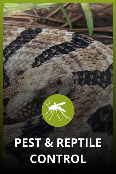 Pest & Reptile Control Pest & Reptile Control