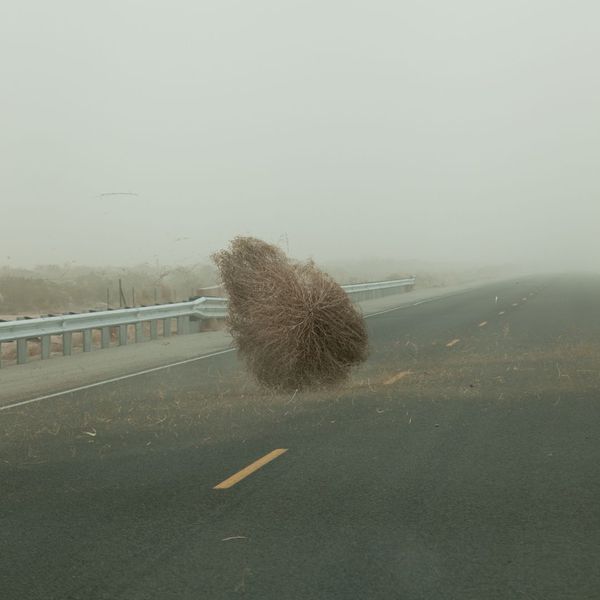 Tumbleweed in a dust storm