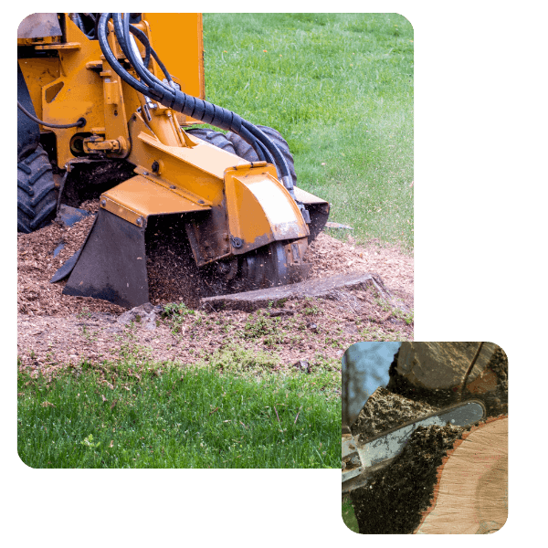 A powerful yellow machine uses a large grinding wheel to clear a tree stump, kicking up wood chips. In the bottom right corner, an inset image shows a close-up of a chainsaw cutting through a log.