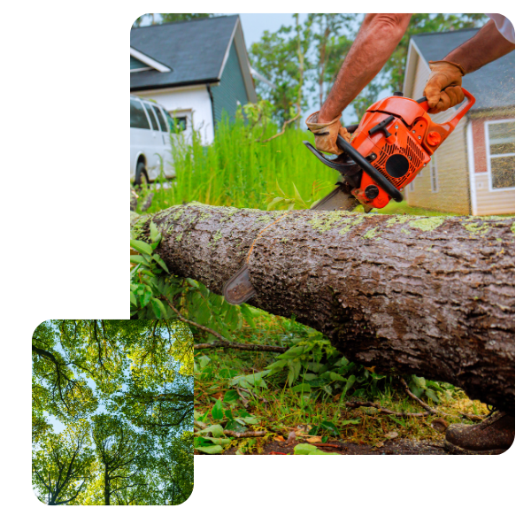 tree removal 2.png