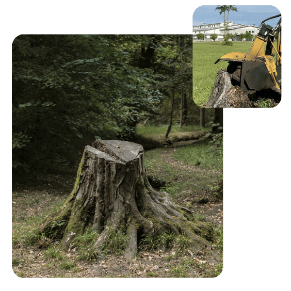 A large, weathered tree stump remains in a shaded, wooded area after a tree removal.