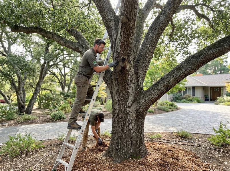 Oak Tree Care in Alamo & Danville BB Featured Image