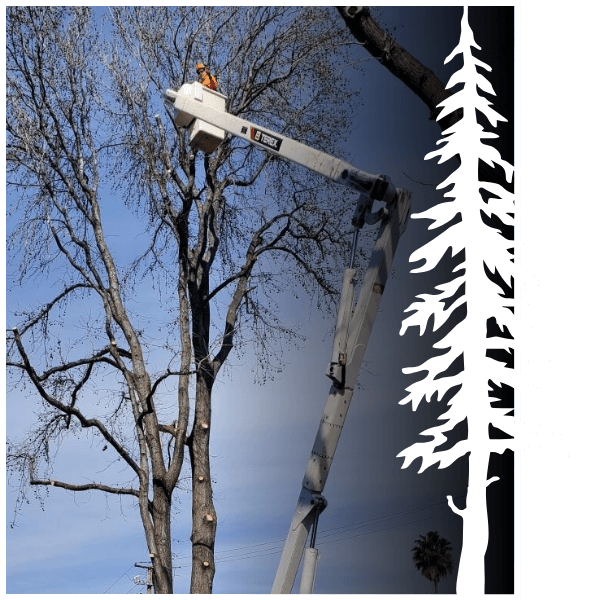 tree trimming