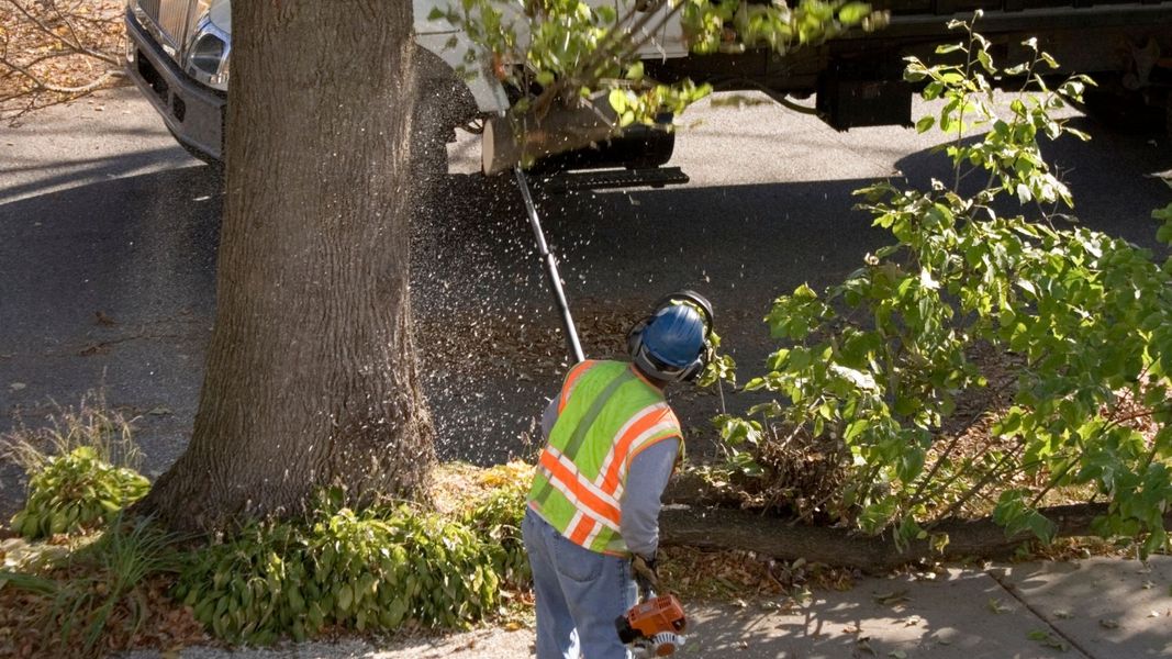 4 Signs Your Tree Is a Major Hazard.jpg