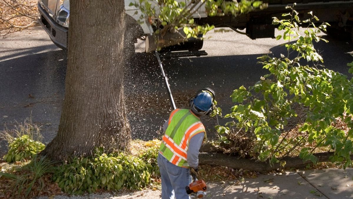 4 Signs Your Tree Is a Major Hazard.jpg