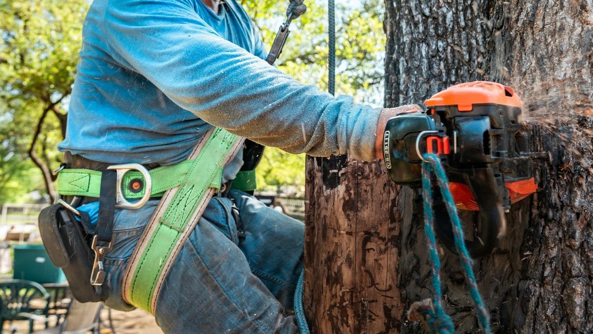 Hero How Tree Care Reduces Your Property Liability.jpg