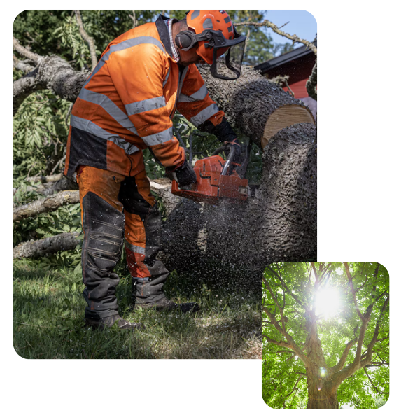 Arborist and sun shining in a tree