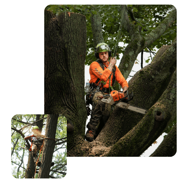An arborist in high-visibility orange clothing sits securely within the branches of a leafy green tree.