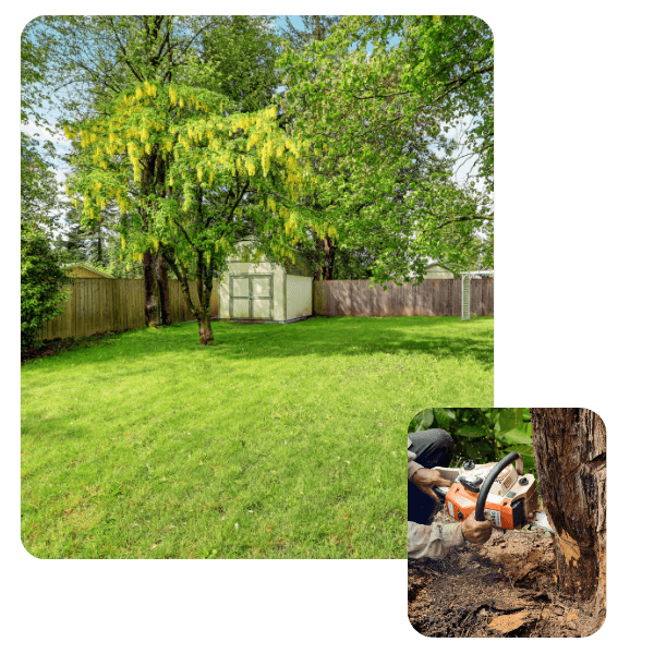 A beautiful, wide residential backyard with a vibrant green lawn and a stunning tree with yellow cascading flowers near a wooden shed. In the bottom right, an inset image shows hands operating a chainsaw to cut through a tree trunk.