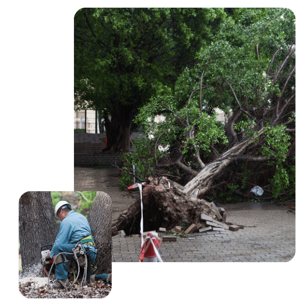 A large tree has fallen over completely in a paved area, exposing a massive root ball and bricks. The area is marked with caution tape and cones. In the bottom left, an inset image shows a tree service worker in safety gear operating a chainsaw to clear wo