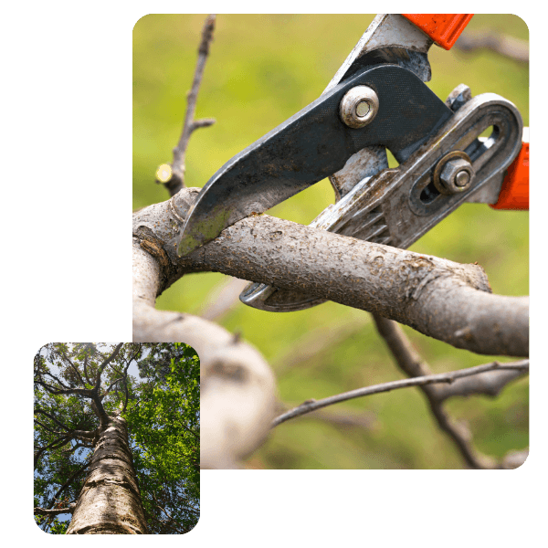 A close-up shot of large, heavy-duty pruning shears cutting through a thick tree branch in a garden. In the bottom left, an inset image shows a dramatic low-angle view looking up the trunk of a tall tree to its green canopy and the blue sky.
