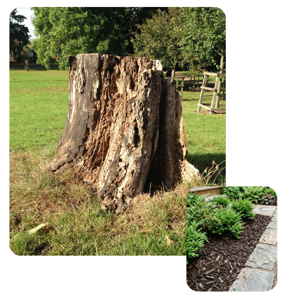 Large decaying tree stump in a lawn area ready for removal, inset with fresh dark organic mulch spread neatly in a garden bed.