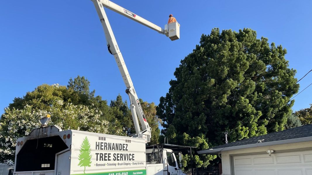 4 Services Only a Professional Arborist Should Perform.jpg
