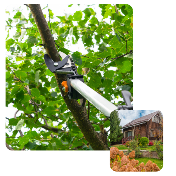 Pruning a tree branch and a well-manicured front yard