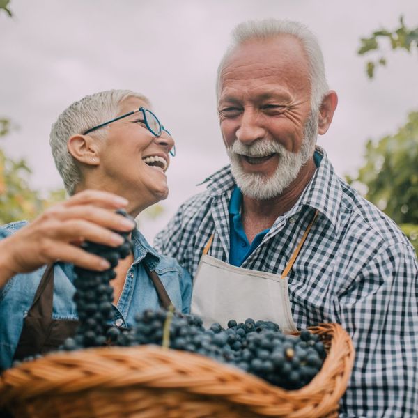 older couple picking blueberries 