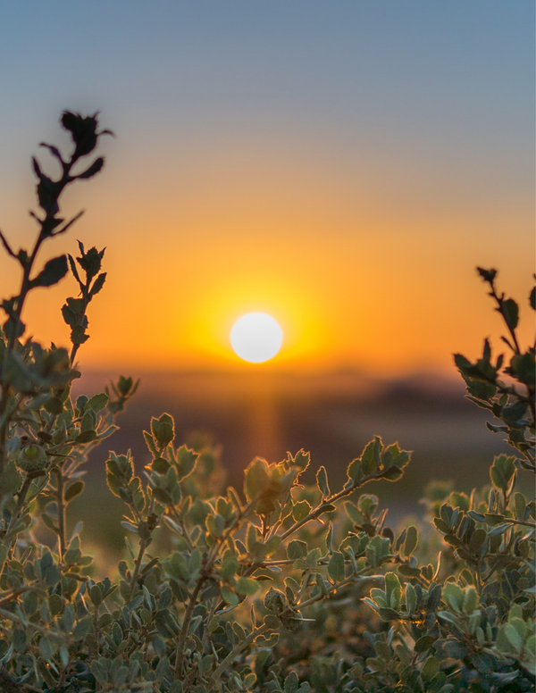 Copy of book blog.png