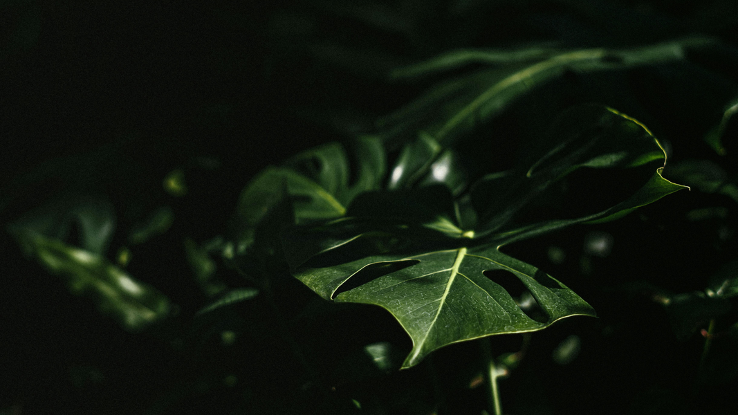 Copy of blog copy 10.png