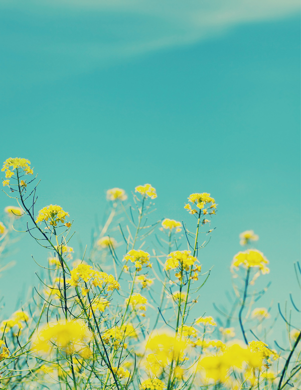 Copy of book blog (2).png