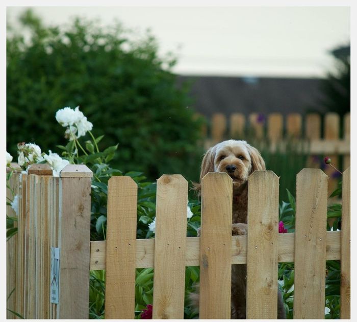 Enhancing Privacy_ Custom Fencing Solutions for Your Home - 1.jpg
