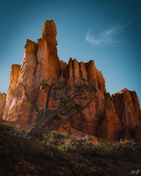 BryceCanyon_Tree.jpg