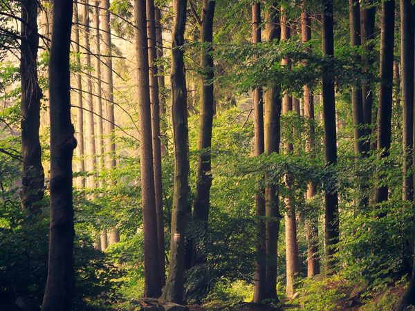 redwood forest