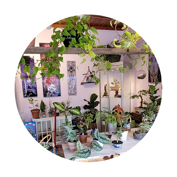 photo of plants and prints in shop