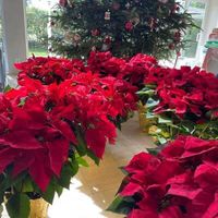 poinsettias and Christmas tree