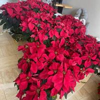 poinsettias 