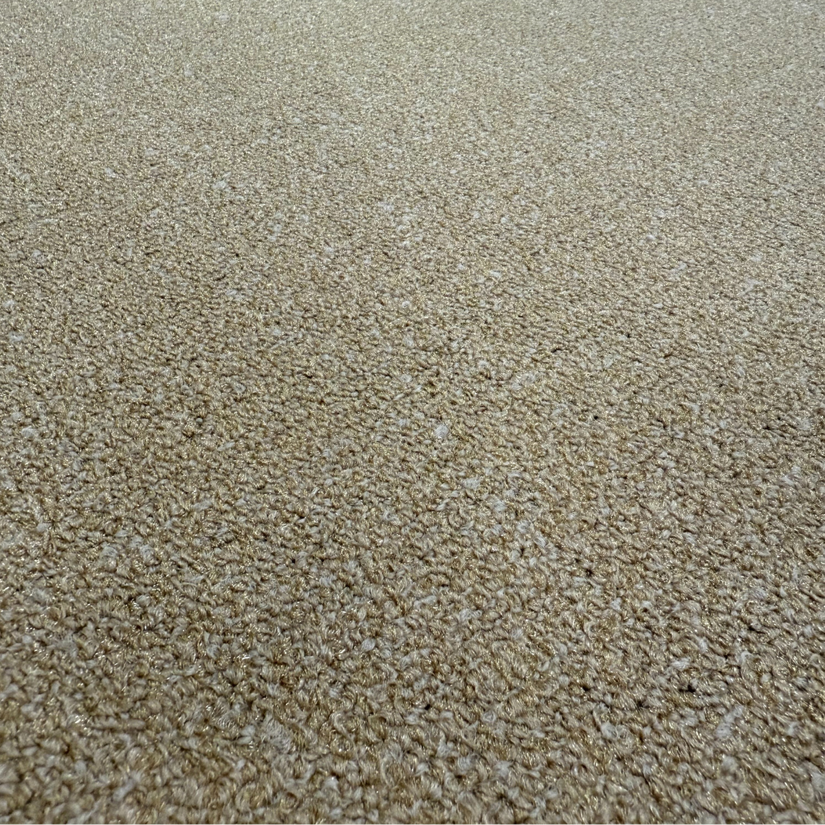 Rock Solid Polished - Masland Carpet Squares 3.png
