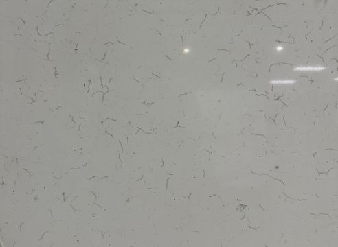 White Carrara Bianco Cover.jpg