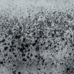 image of mold